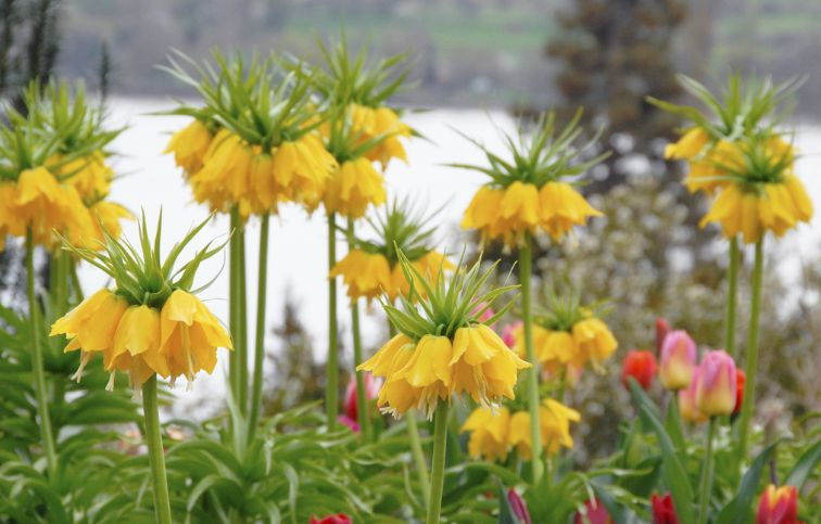 Korunkovka Imperialis Lutea 1 ks v balení