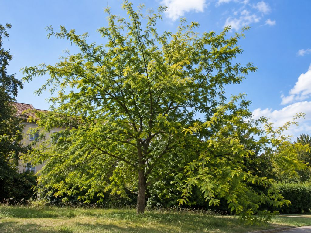 Gledíčia trojtŕňová, výška 30-60 cm, kvetináč 9 cm