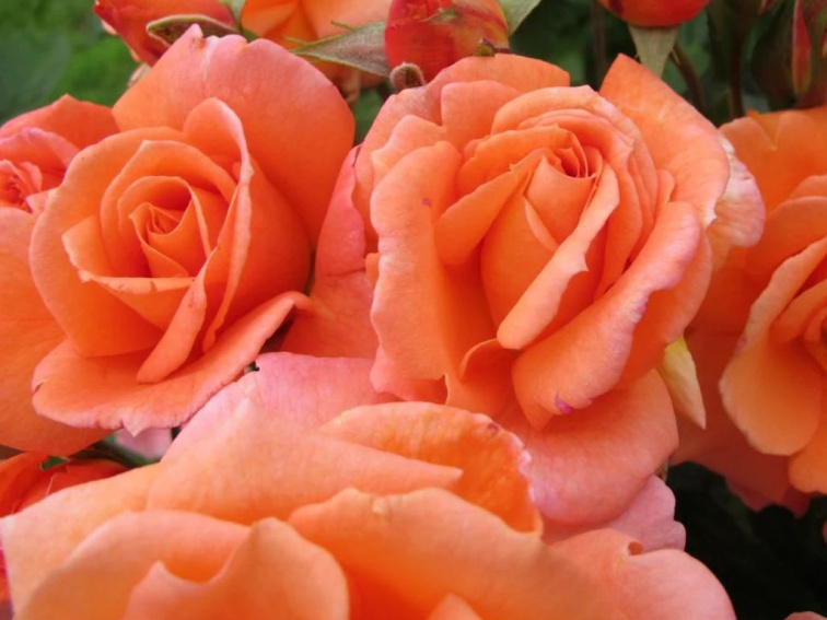 Ruža popínavá Orange Queen, výška 50-60 cm, kvetináč 1,5 l