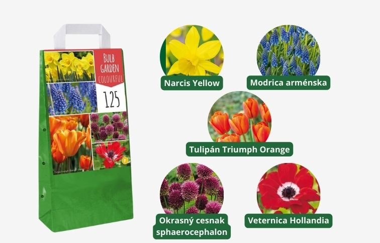MIX cibuľovín 5 odrôd oddelene balené 125 ks v balení - Bulb Garden Colourful