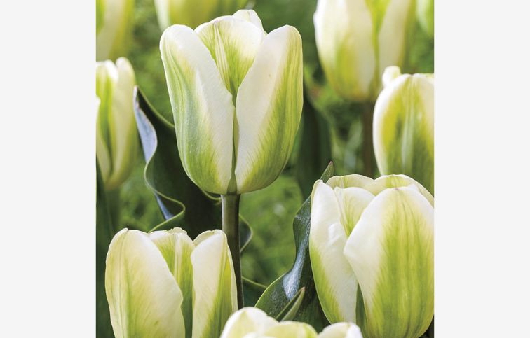 Tulipán Green Spirit 7 ks v balení