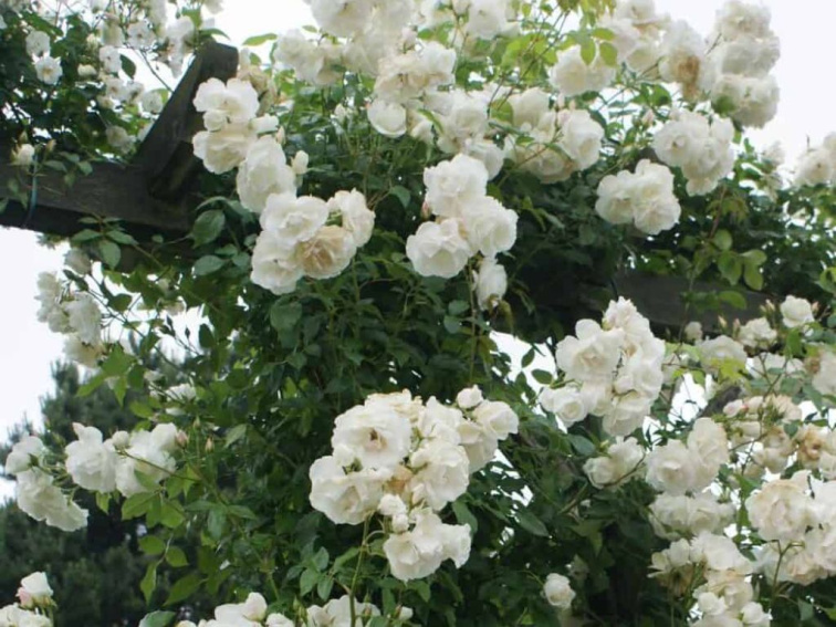 Ruža popínavá Snow Queen, výška 50-60 cm, kvetináč 1,5 l