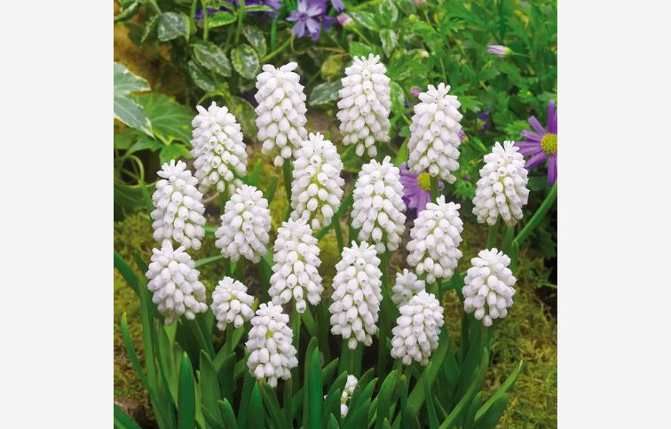 Modrica White Magic 15 ks v balení