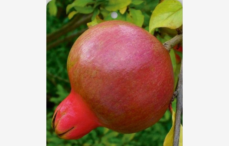 Granátové jablko Wonderful 100-120 cm, kont. 2 l