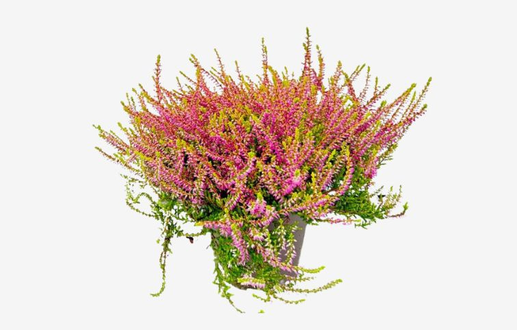 Vres Garden Girls ružovožltý, kont. p13