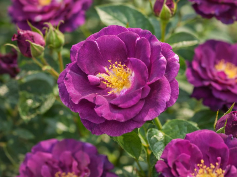 Ruža popínavá Purple Queen, výška 50-60 cm, kvetináč 1,5 l