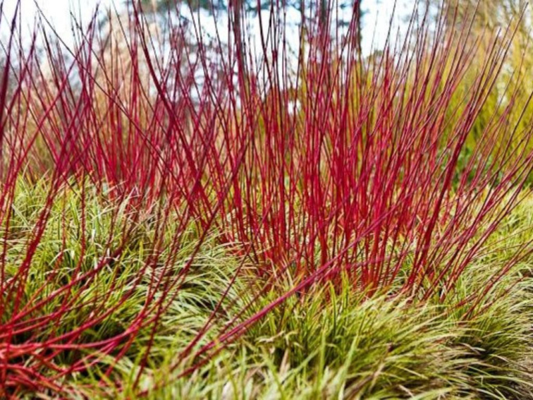 Drieň biely Elegantissima, výška 30-40 cm, kvetináč 14 cm