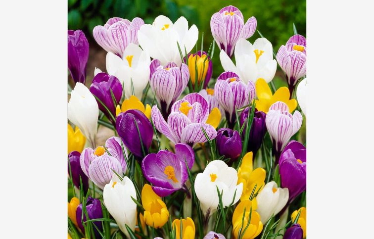 Krokus mix 70 ks v balení