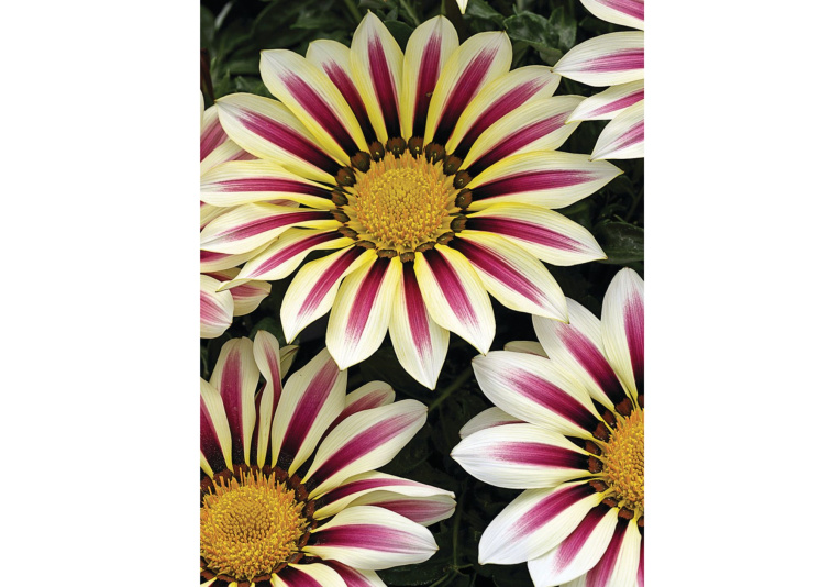 Gazania Big-Kiss White Flame