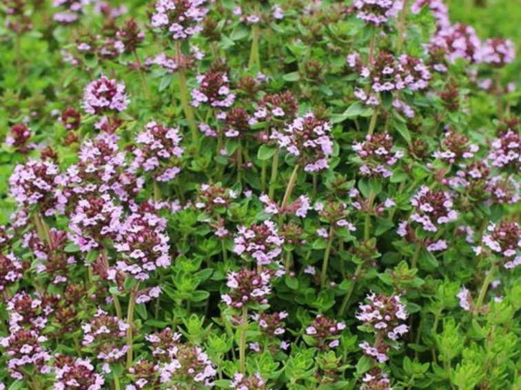 Materina dúška citrónová, kvetináč 14 cm