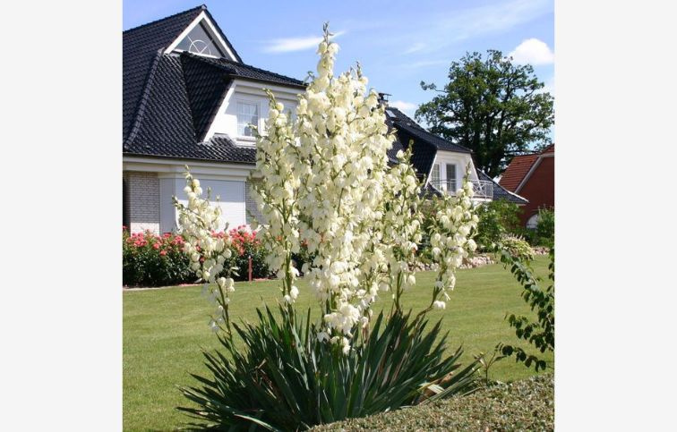 Juka vláknitá 30-40 cm - Yucca filamentosa, kont. 3 l