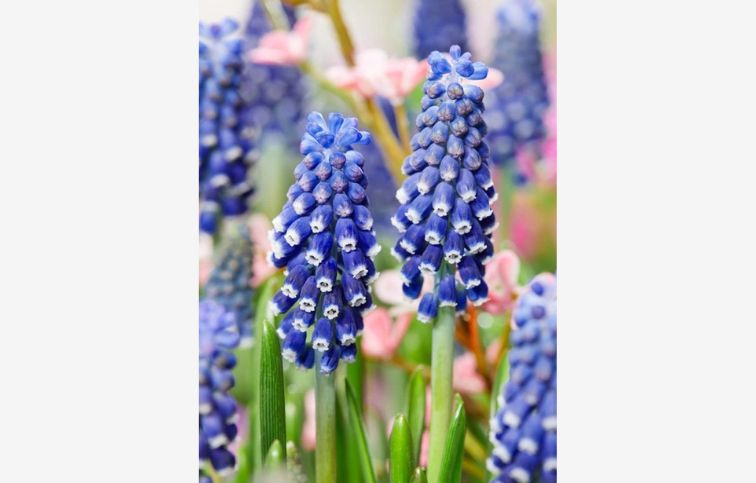 Modrica Night Eyes 10 ks v balení