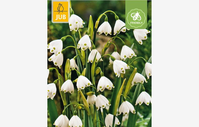 Bleduľa letná - Leucojum Aestivum 20 ks v balení