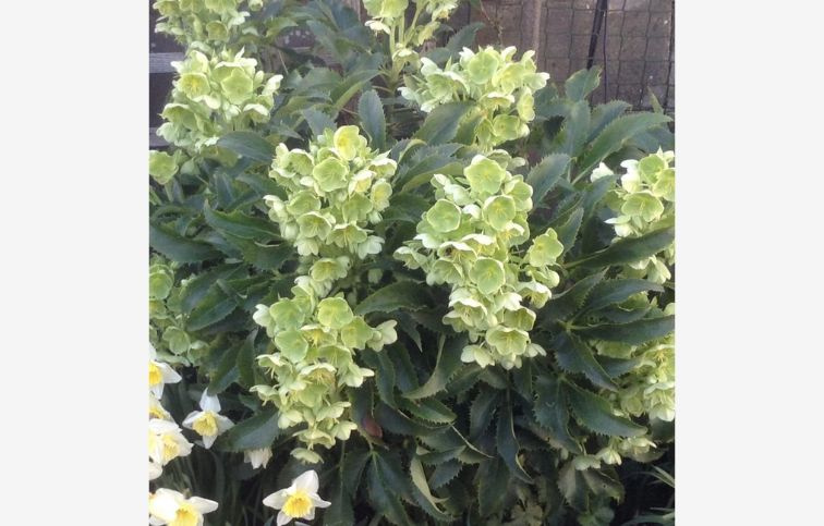 Čemerica korzická Silver Lace, kont. p14