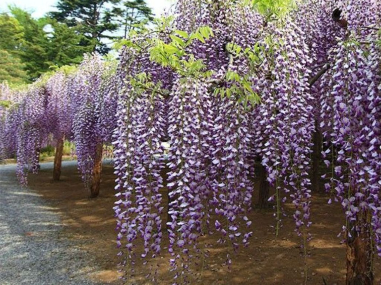 Vistéria kvetnatá Naga Noda, výška 50-70 cm, kvetináč 15 cm