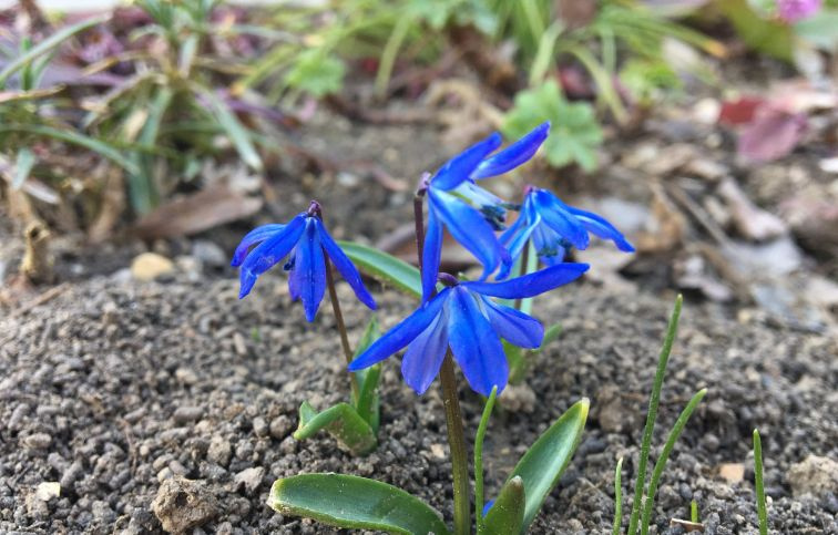 Scila sibírska 8 ks v balení