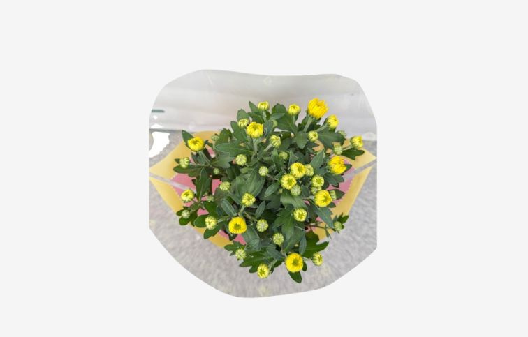 Chryzantéma Mount Carmel, kont. p12