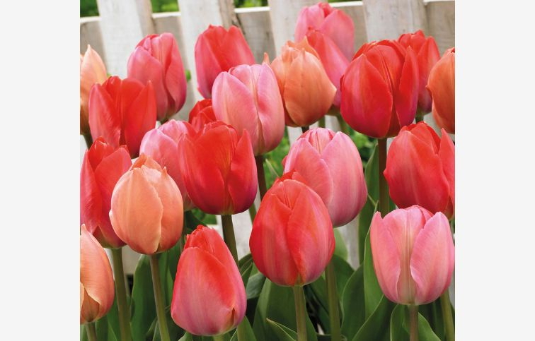 Tulipán Pink and Red 40 ks v balení