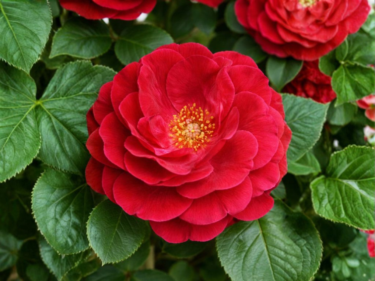 Ruža popínavá Ruby Queen, výška 50-60 cm, kvetináč 1,5 l