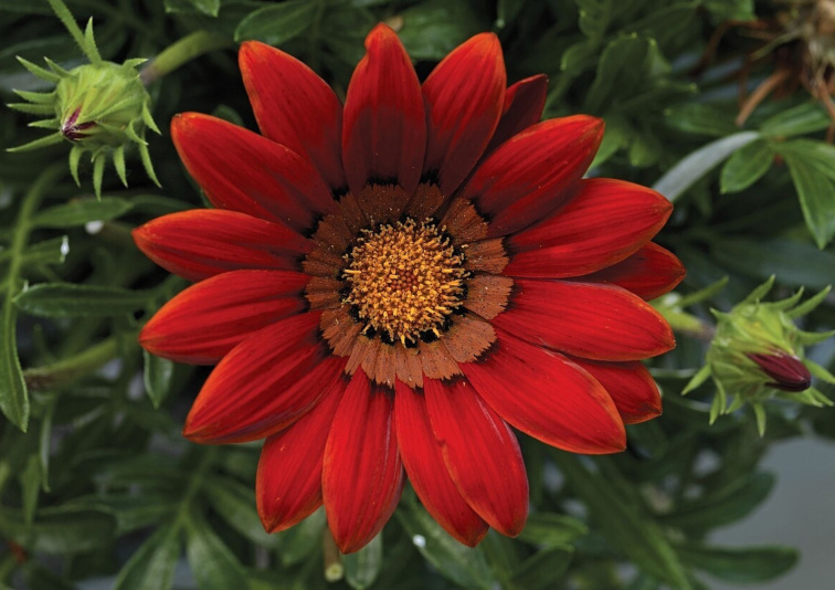 Gazania Big-Kiss Red