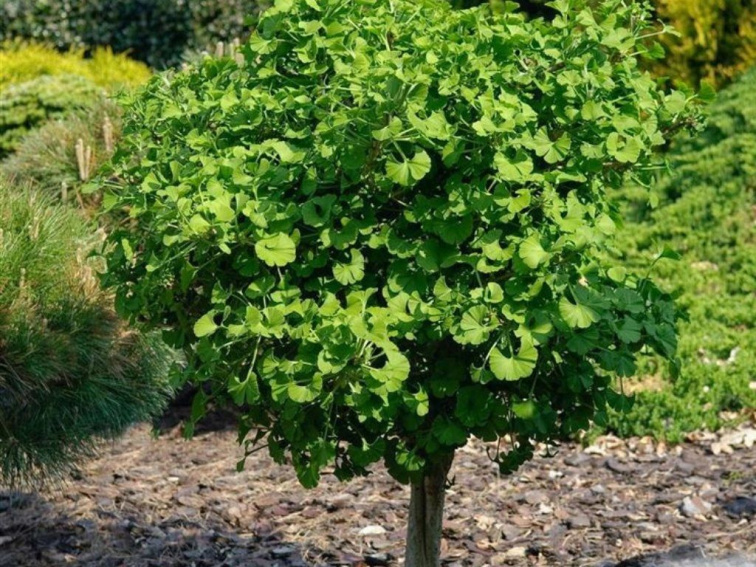 Ginko dvojlaločné Mariken na 150-160 cm kmienku, výška 170-180 cm, kvetináč 7,5 l