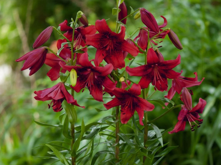 Ľalia Strawberry Event, kvetináč 11 cm