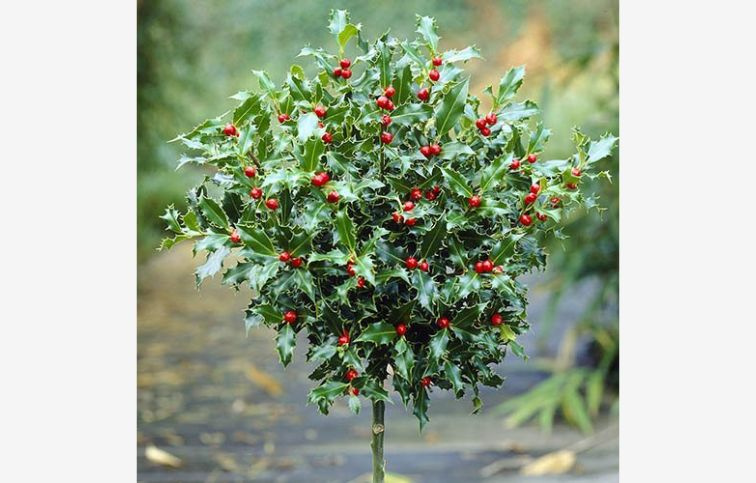 Cezmína modrá Blue Maid na kmienku, výška 40-50 cm, kont. p15