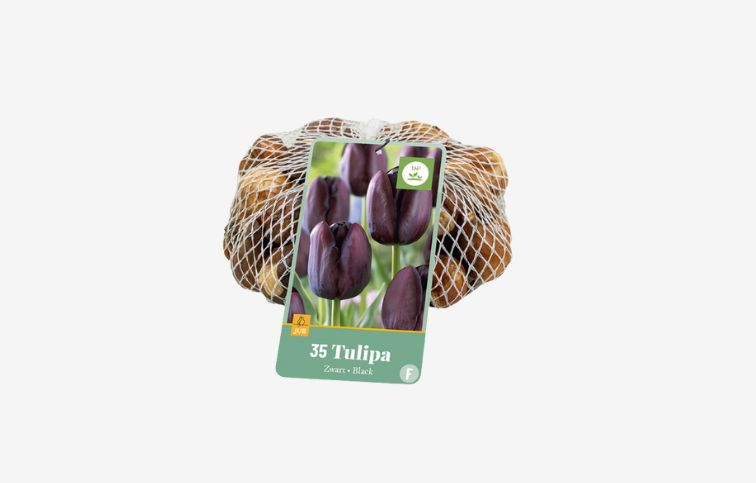Tulipán Black 35 ks v balení
