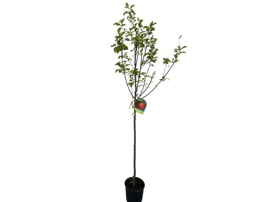 Jabloň Annurca na 100-110 cm kmienku, výška 170-200 cm, kvetináč 10 l