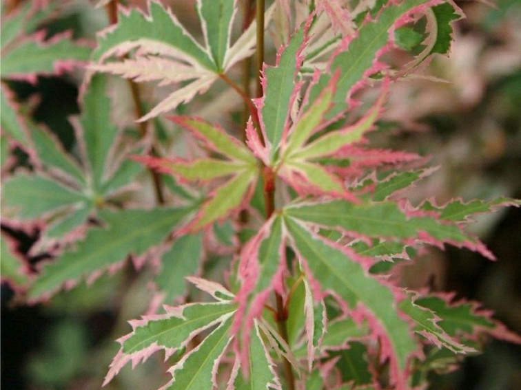 Javor dlaňovitolistý Butterfly 20-40 cm, kont. 10 cm