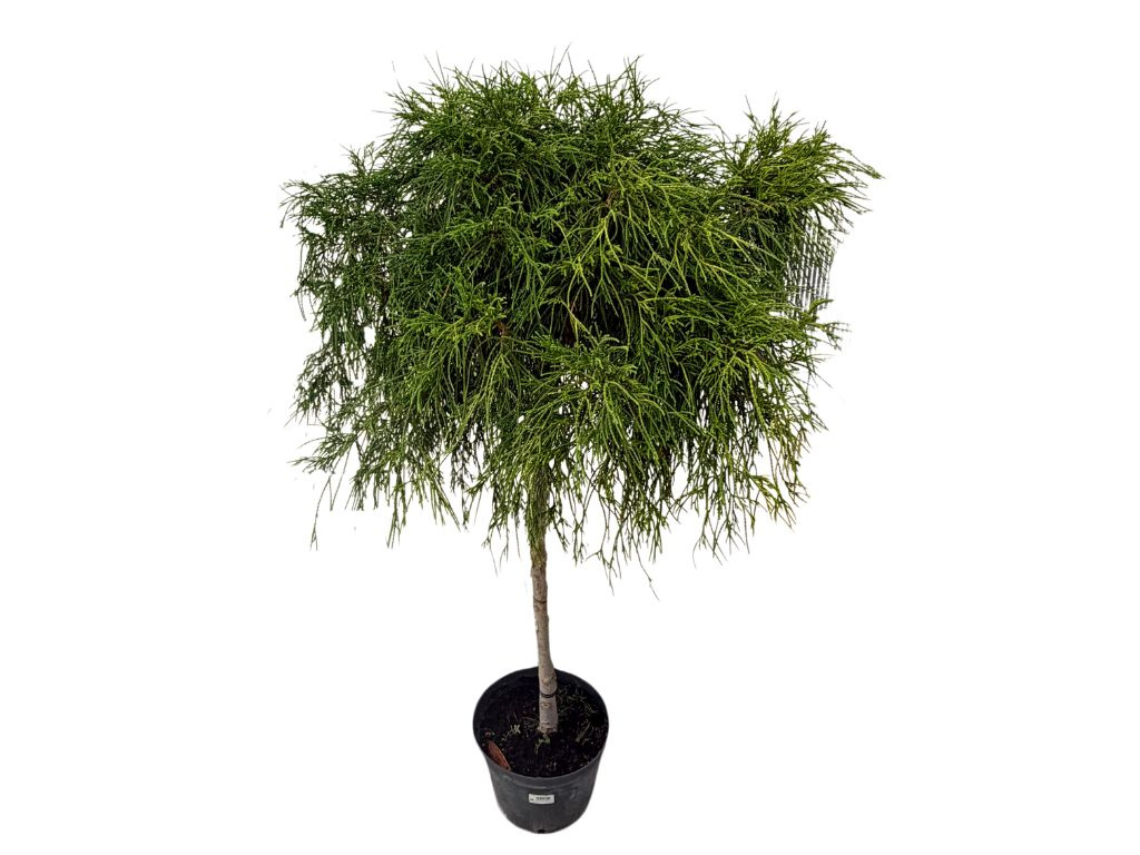 Cypruštek hrachonosný Filifera Aurea Nana na kmienku, výška 100-120 cm, kvetináč 10 l