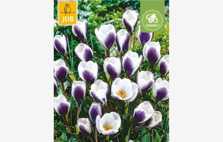 Krokus botanický Prins Claus 15 ks v balení