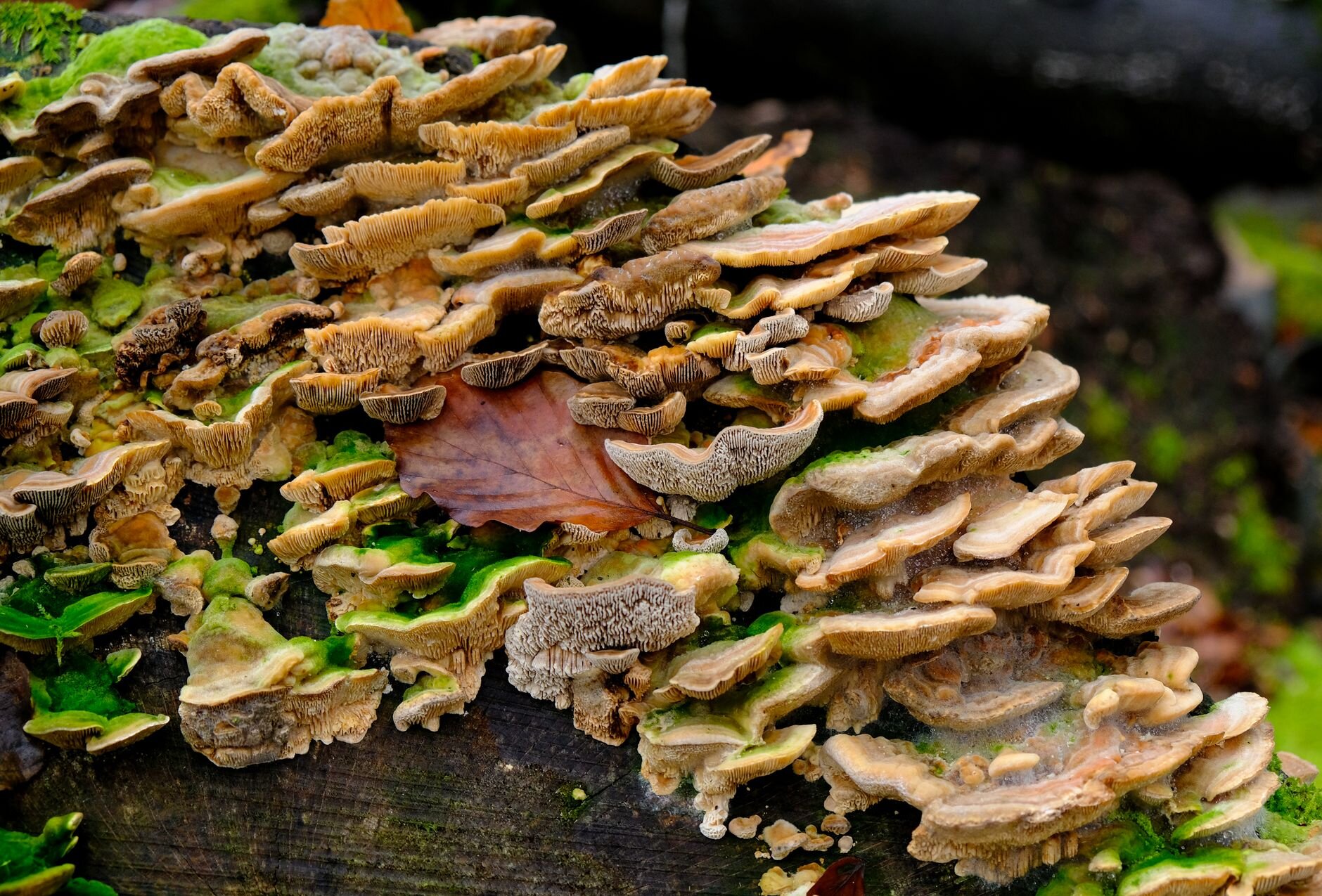 Lesklokorka lesklá - reishi