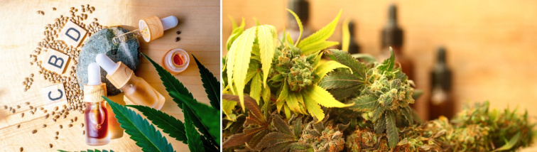 Kanabidiol (CBD) – rostlinný extrakt s širokým spektrem využití