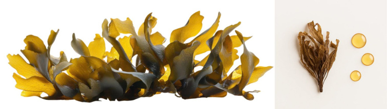 Zlatá řasa: Laminaria Ochroleuca