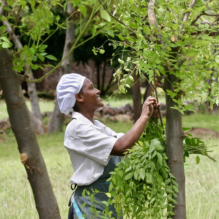 žena sklízející rostlinu moringa