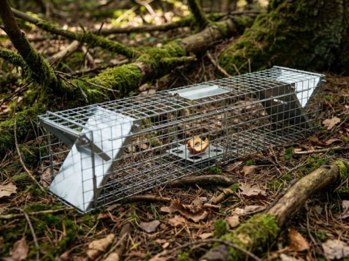 Past na kuny, potkany, krysy a lasičky TRAP ZL82x17x20