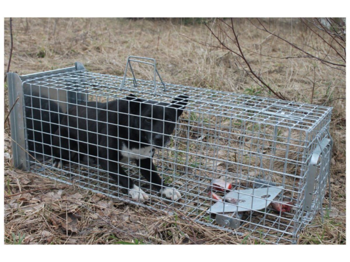 Profesionální past na lišky, kuny, vydry a kočky TRAP ST120x34x34V2