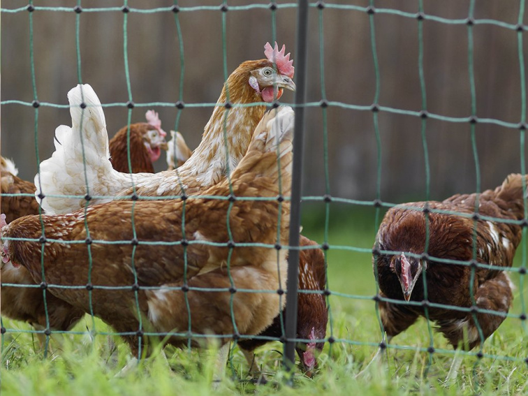 Dřevěný kurník DUBAI MAXI, 1900x735x1000 mm