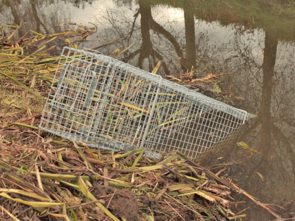 Profesionální past na lišky, kuny, vydry a kočky TRAP H150x34x34V2
