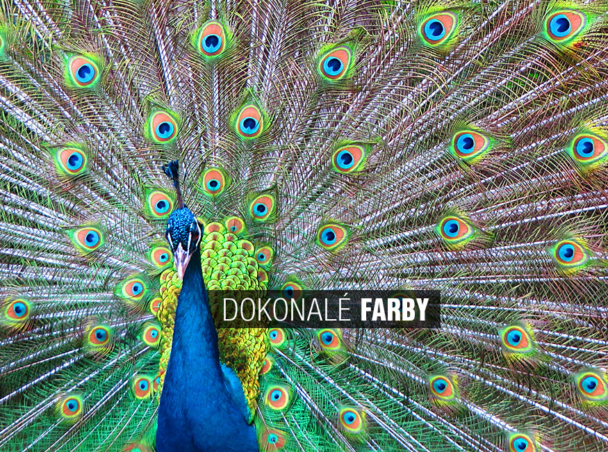 40" Full HD Smart LED televízor s WiFi