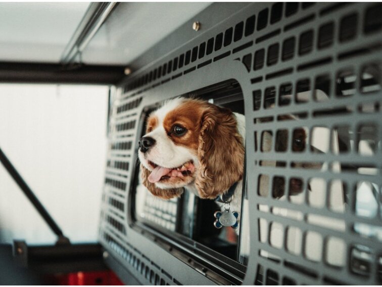 Camper GFC V2 MAX orange - Launch Edition - pro RAM 1500