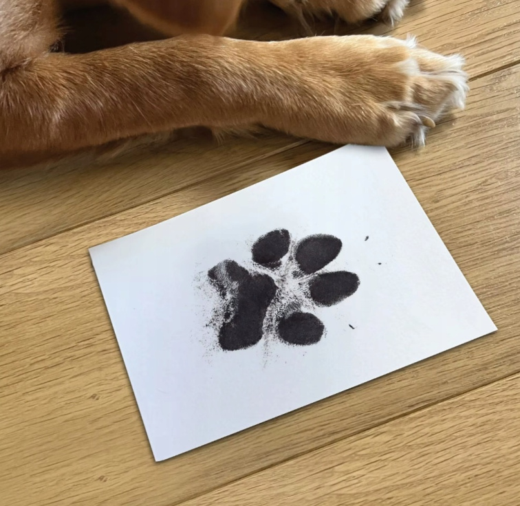 Sada pečiatok na odtlačky labiek