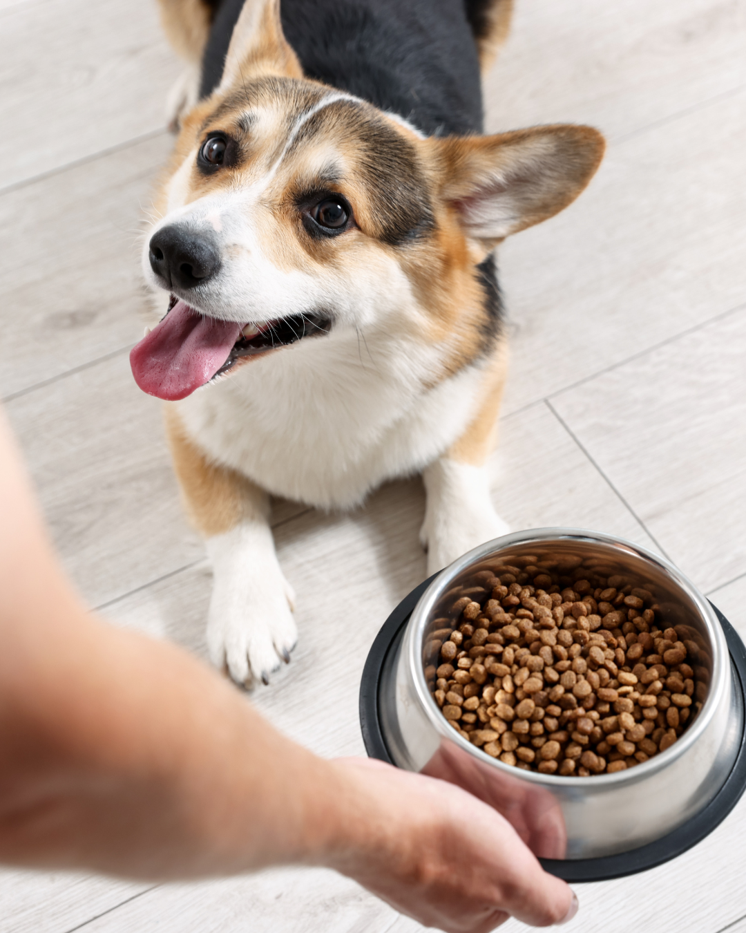 HYPOALLERGENIC INSECT BÍLKOVINY - hypoalergenní suché krmivo pro psy malých plemen - hmyz a brambory