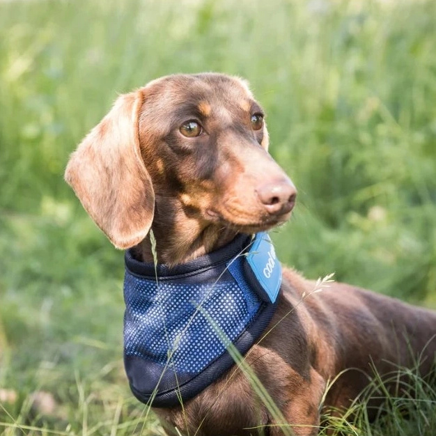 BOT terapia pre zvierata aj ludí