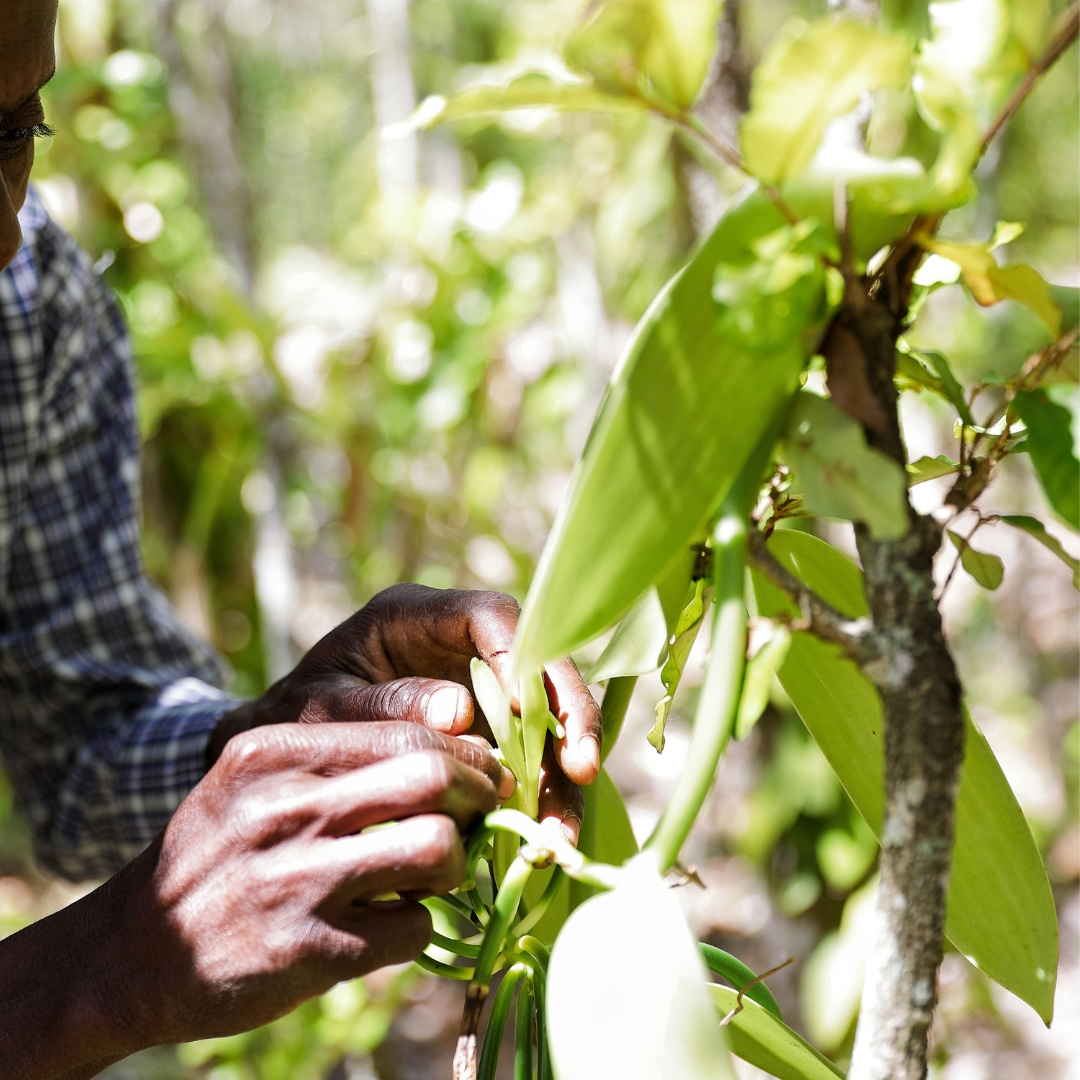 Sladká Facka od Farma pod Poľanou