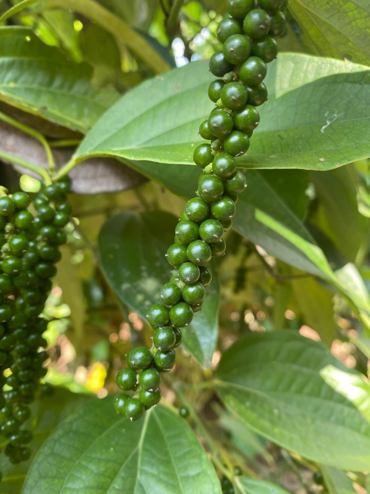 Čierne korenie Karimunda Kérala India