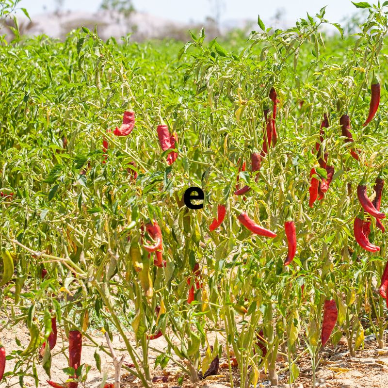 Španielske údené chilli Chile Ahumado