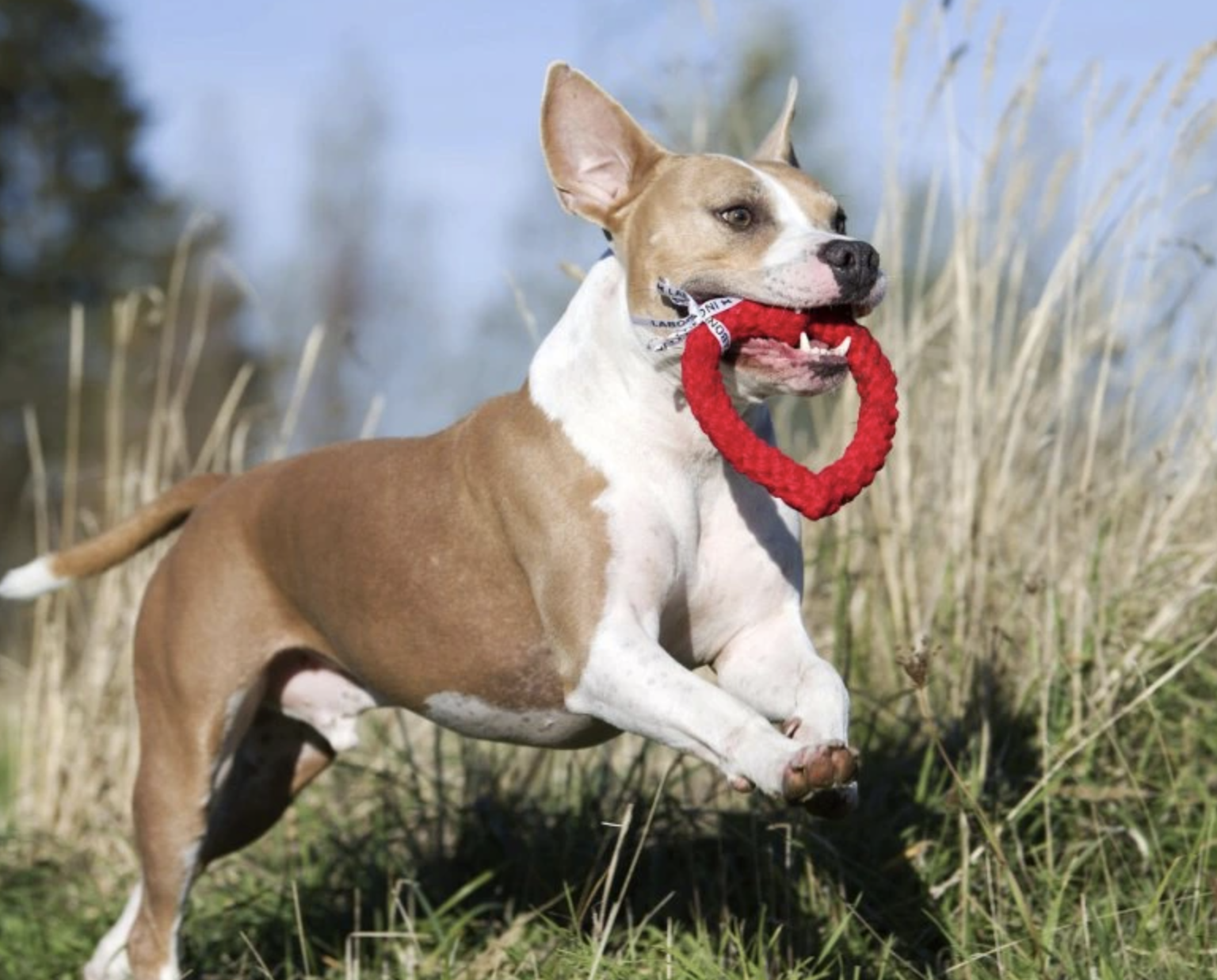 Hračka pro psy LABONI srdce červené
