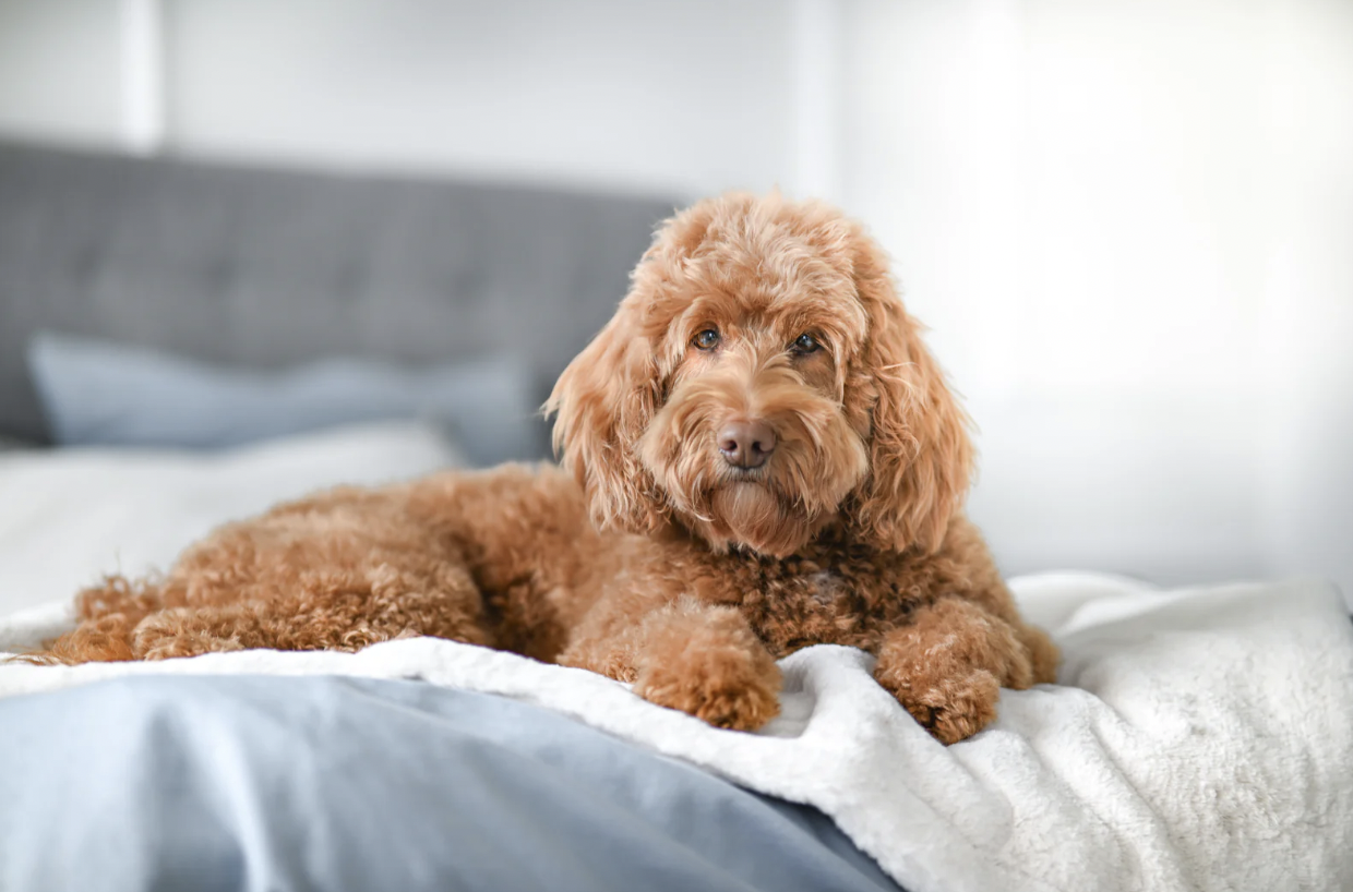 Deka pro psy krémová